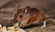 24 Hour & Emergency Exterminators in Palm Springs Municipal Airpo, CA